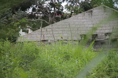 Euplectes hordeaceus