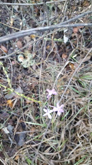 Pseuderanthemum praecox
