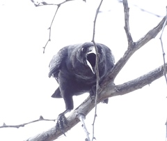 Corvus palmarum