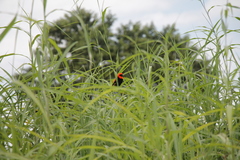 Euplectes hordeaceus