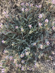 Astragalus lentiginosus wilsonii