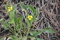Viola praemorsa