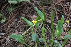 Viola praemorsa