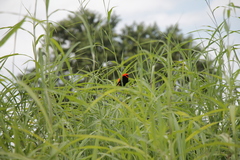 Euplectes hordeaceus