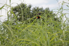 Euplectes hordeaceus