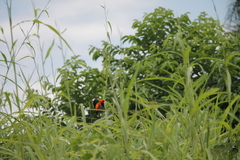 Euplectes hordeaceus