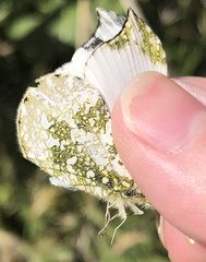 Anthocharis scolymus