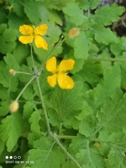 Chelidonium majus