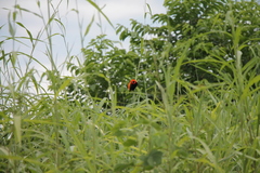 Euplectes hordeaceus