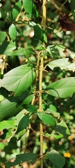 Benkara sinensis