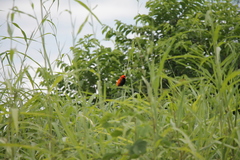 Euplectes hordeaceus