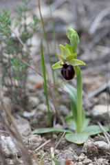 Ophrys sphegodes passionis