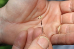 Marasmius bulliardii