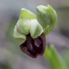 Ophrys sphegodes passionis