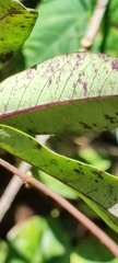Cryptolepis sinensis