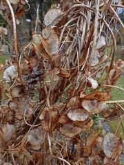 Dioscorea caucasica