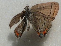 Satyrium californica