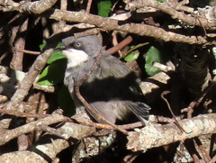 Apalis thoracica capensis