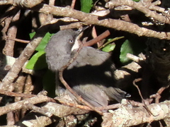 Apalis thoracica capensis