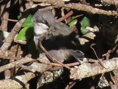 Apalis thoracica capensis