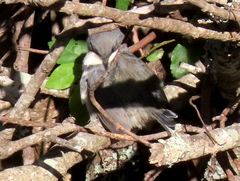 Apalis thoracica capensis