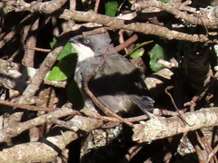 Apalis thoracica capensis