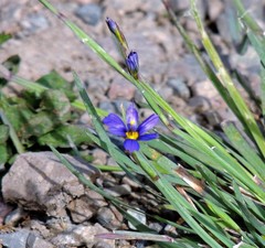 Sisyrinchium chilense