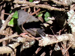 Apalis thoracica capensis