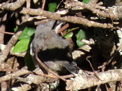 Apalis thoracica capensis