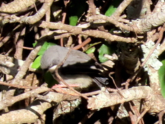 Apalis thoracica capensis