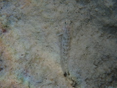 Istigobius