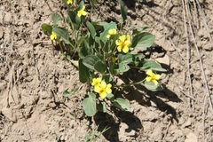 Viola vallicola