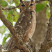 Typical Eagle-Owls and Horned Owls - Photo (c) Paul Cools, some rights reserved (CC BY-NC), uploaded by Paul Cools
