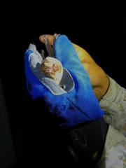 Mormoops megalophylla