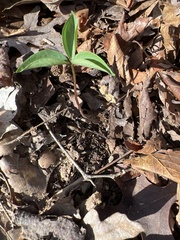 Trillium catesbaei