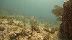 Lachnolaimus maximus