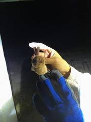 Mormoops megalophylla