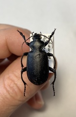 Calosoma maderae