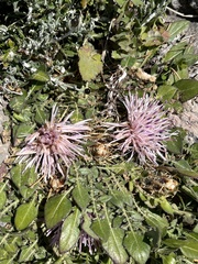 Centaurea raphanina mixta