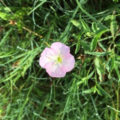 Oenothera speciosa