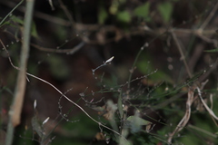 Carlowrightia arizonica