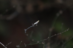Carlowrightia arizonica
