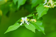 Lonicera