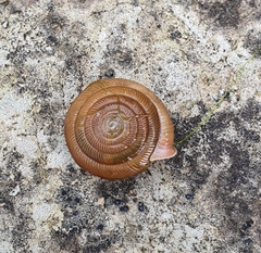 Oestophorella buvinieri