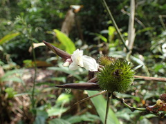 Hypselodelphys scandens