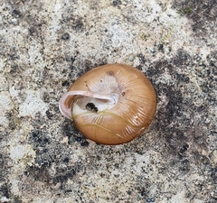 Oestophorella buvinieri