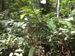 Hypselodelphys scandens