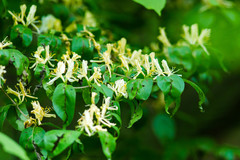 Lonicera