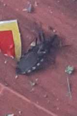 Triatoma infestans