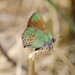 Western Green Hairstreak - Photo (c) billbeck001, some rights reserved (CC BY-NC)